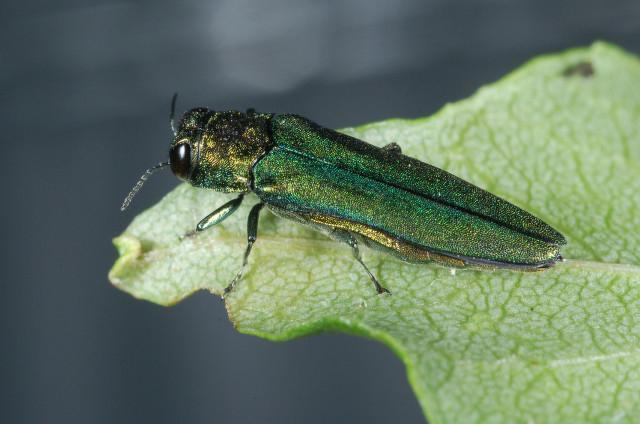 On polearms and ash borers...