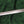 Jian Training Sword #222 bronze hilt full length view.